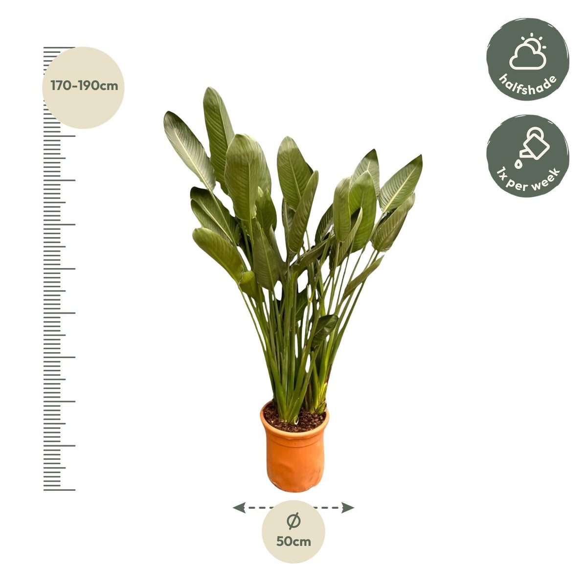 Strelitzia Reginae XXL - 200 cm - Forestbloom