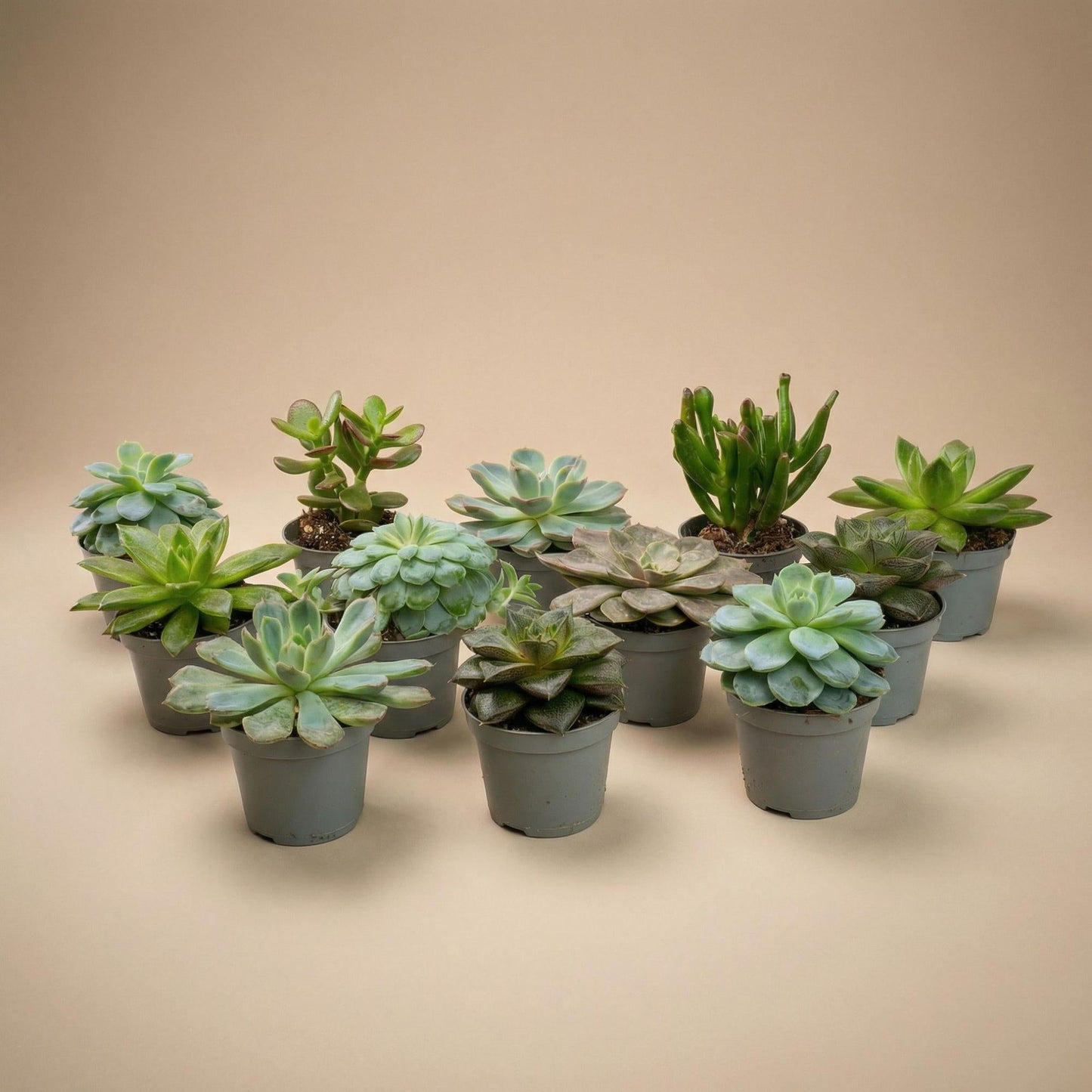 Succulenten set van 12 met pot set - Forestbloom
