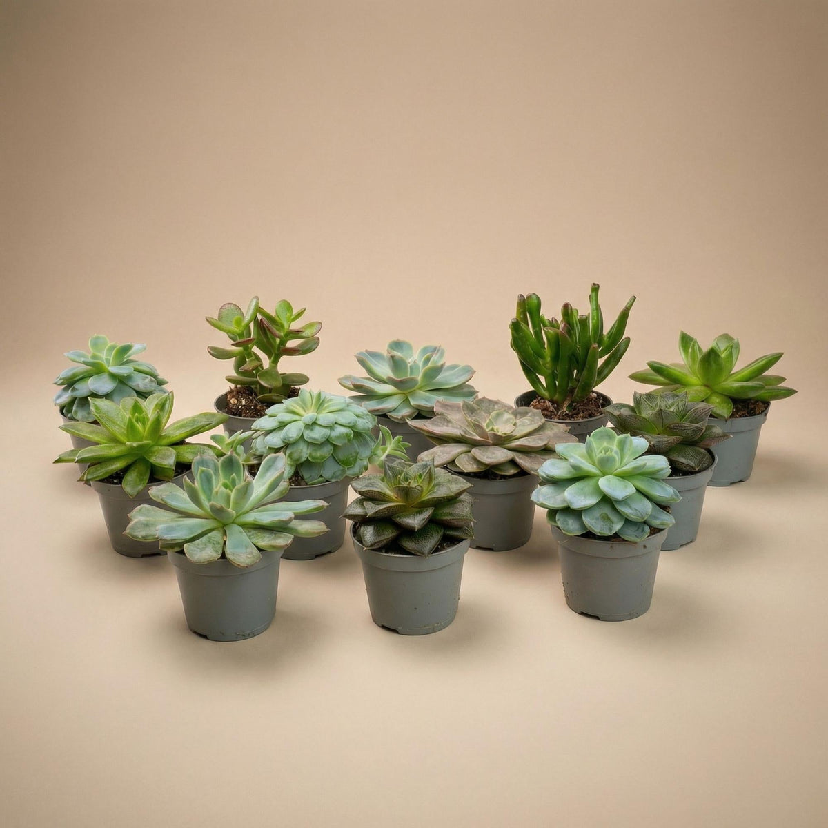 Succulenten set van 12 met pot set - Forestbloom