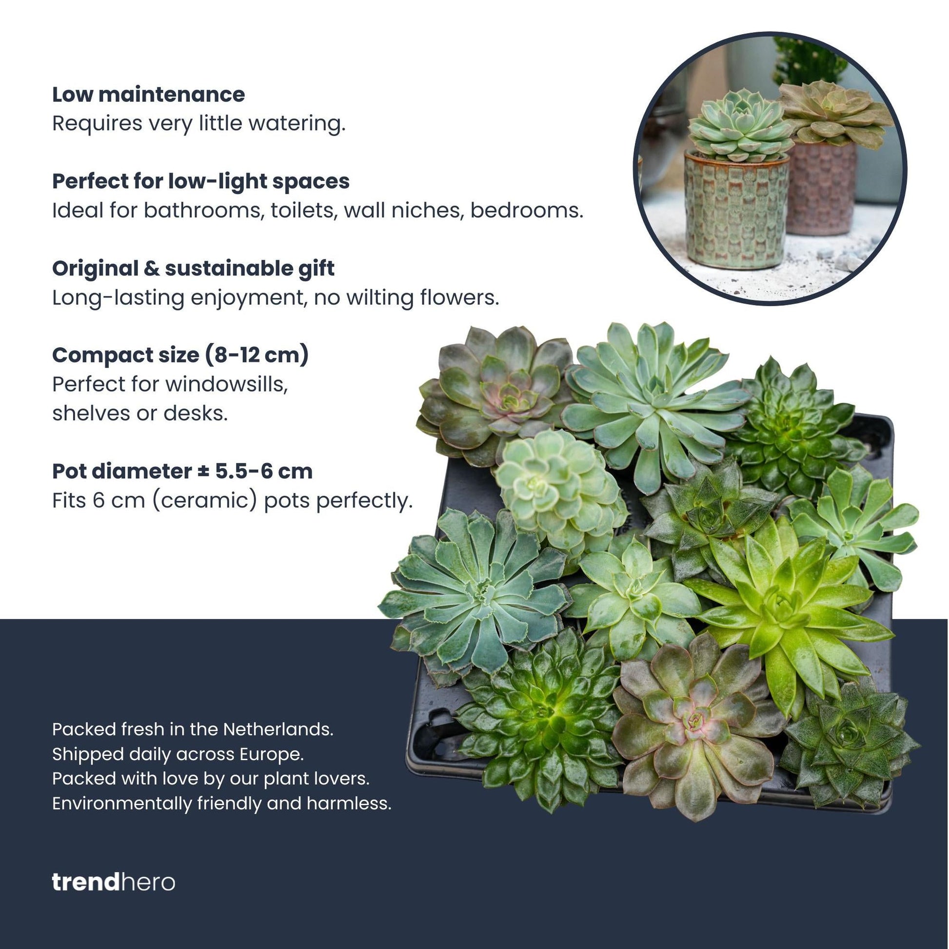 Succulenten set van 12 met pot set - Forestbloom