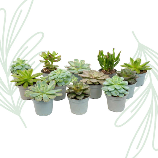 Succulenten set van 12 met pot set - Forestbloom