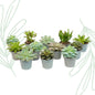 Succulenten set van 12 met pot set - Forestbloom