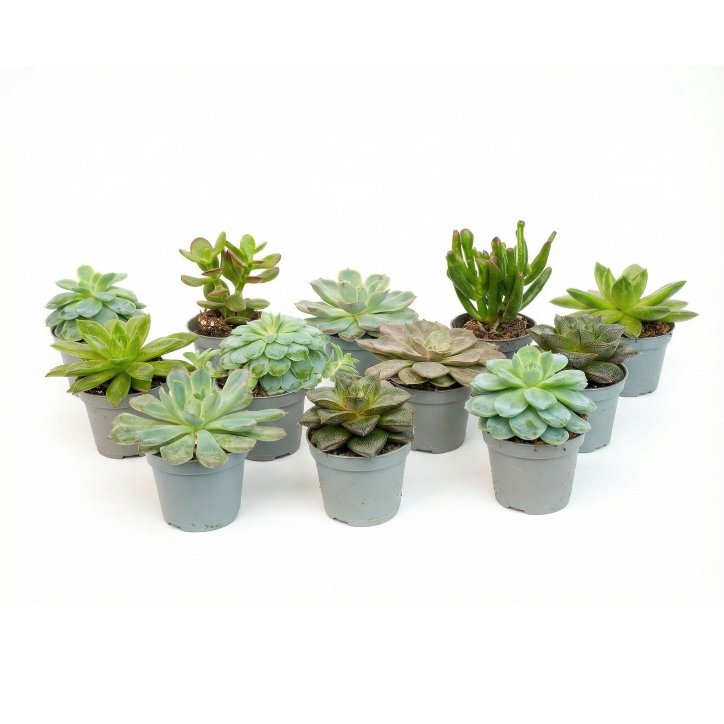 Succulenten set van 12 met pot set - Forestbloom