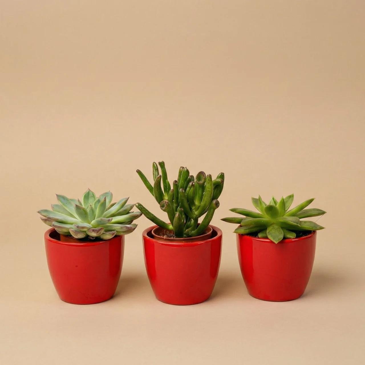 Succulenten set van 3 met rode mini pot - Forestbloom