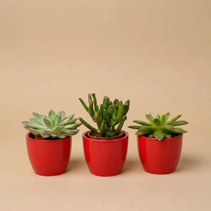 Succulenten set van 3 met rode mini pot - Forestbloom
