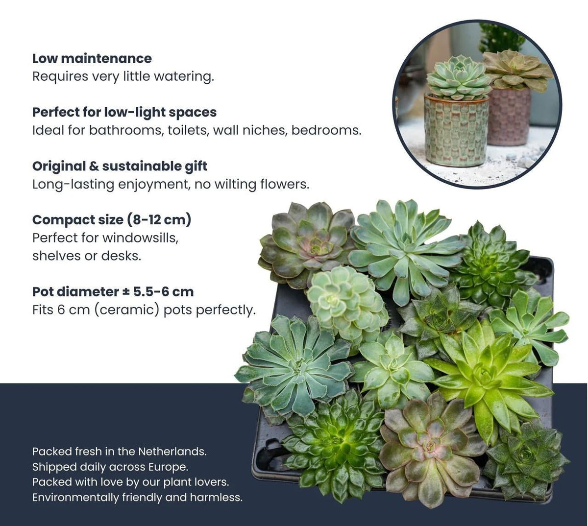 Succulenten set van 3 met rode mini pot - Forestbloom