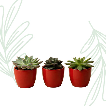Succulenten set van 3 met rode mini pot - Forestbloom