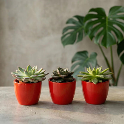 Succulenten set van 3 met rode mini pot - Forestbloom