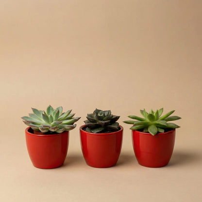 Succulenten set van 3 met rode mini pot - Forestbloom
