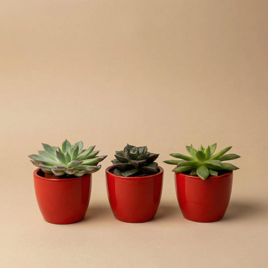 Succulenten set van 3 met rode mini pot - Forestbloom