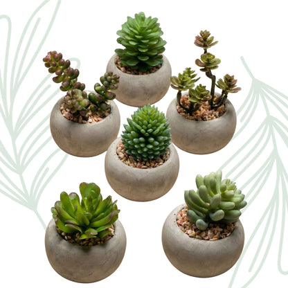 Succulenten set van 6 met pot - Forestbloom