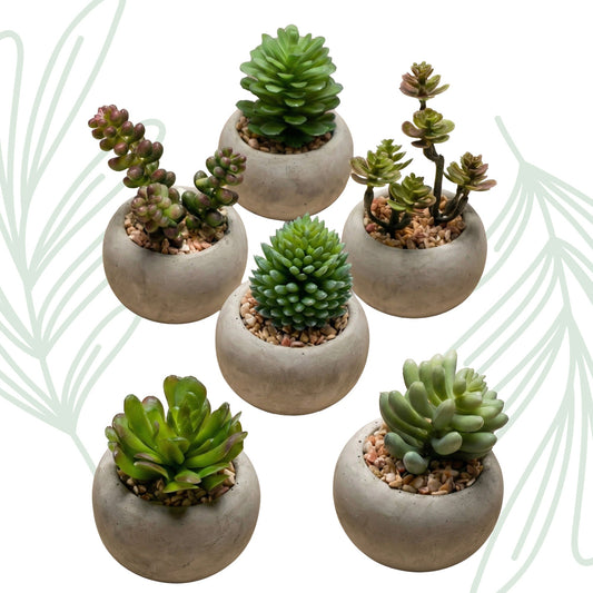 Succulenten set van 6 met pot - Forestbloom