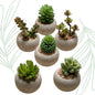 Succulenten set van 6 met pot - Forestbloom