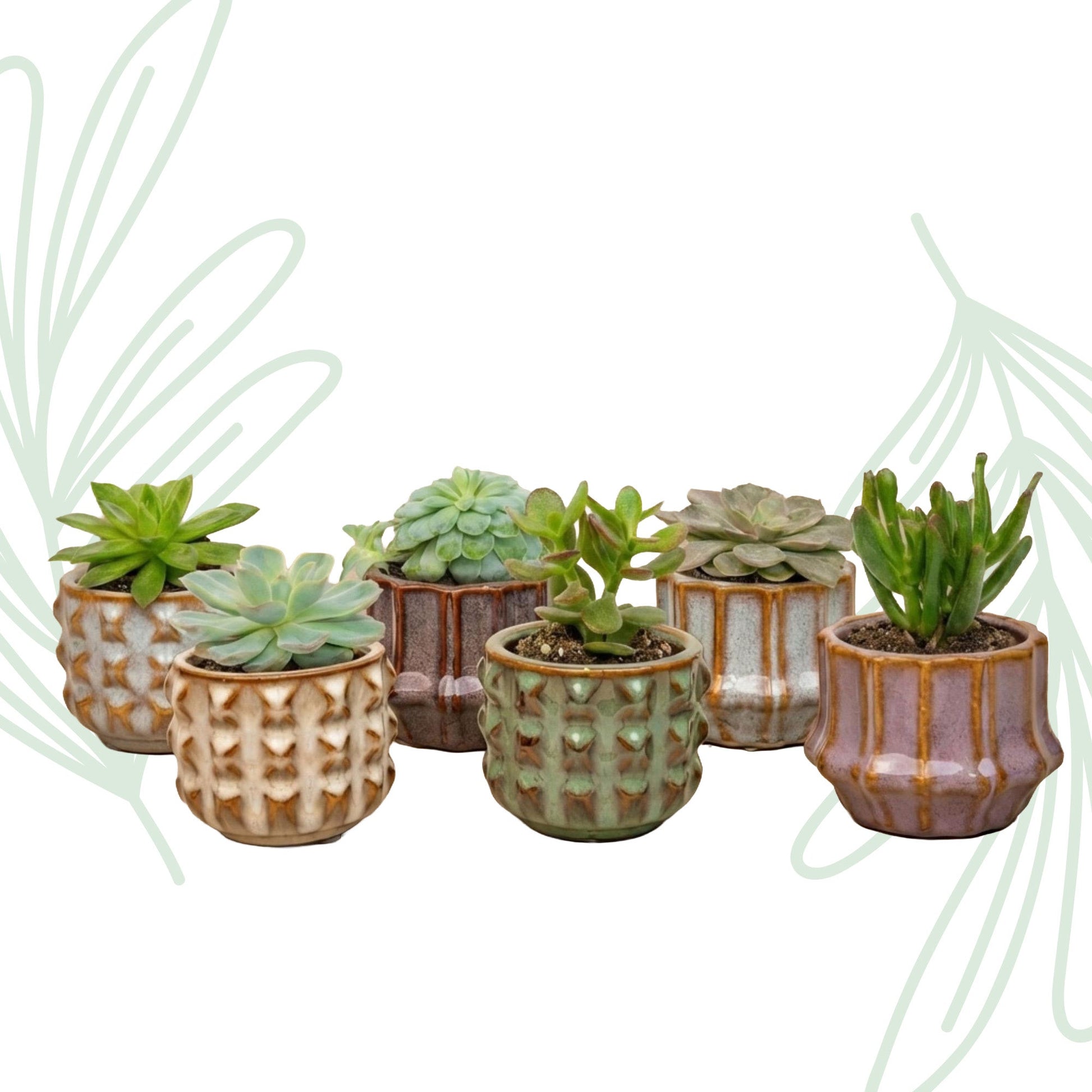 Succulenten set van 6 met pot set Barcelona - Forestbloom