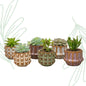 Succulenten set van 6 met pot set Barcelona - Forestbloom