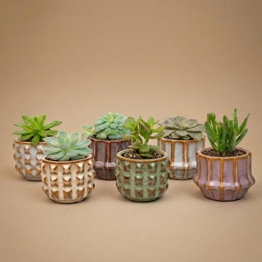 Succulenten set van 6 met pot set Barcelona - Forestbloom