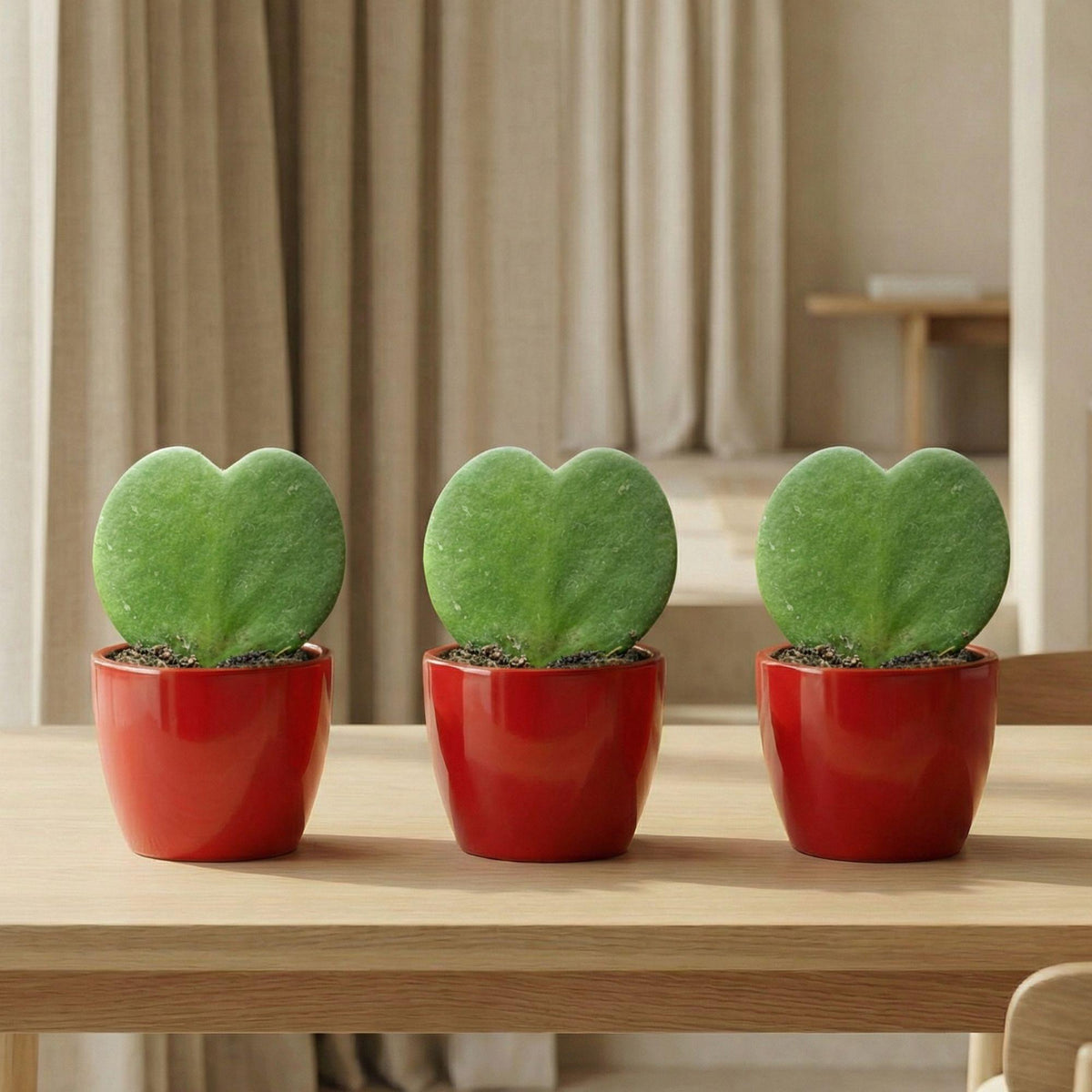 Sweetheart planten Set met rode pot - Forestbloom