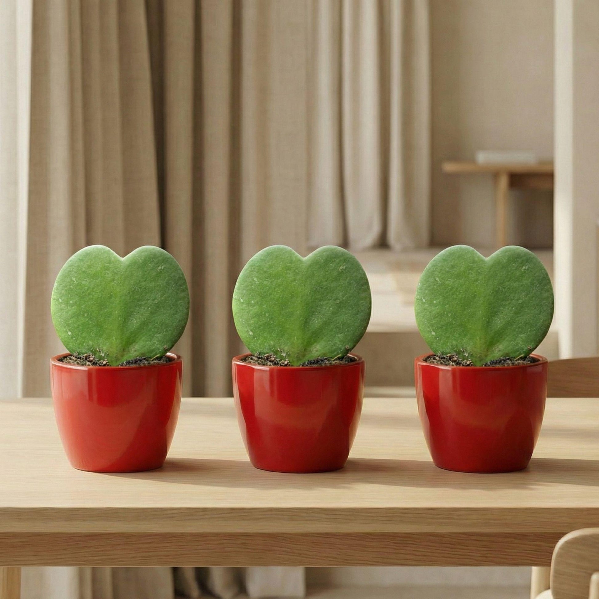 Sweetheart planten Set met rode pot - Forestbloom