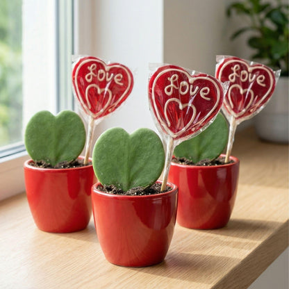 Sweetheart planten Set met rode pot - Forestbloom