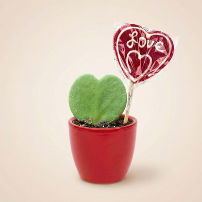 Sweetheart planten Set met rode pot - Forestbloom
