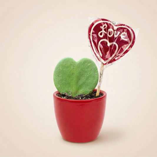 Sweetheart planten Set met rode pot - Forestbloom