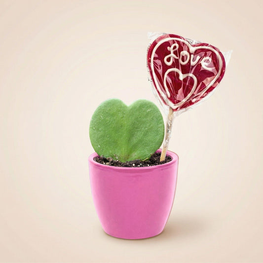 Sweetheart planten Set met roze pot - Forestbloom