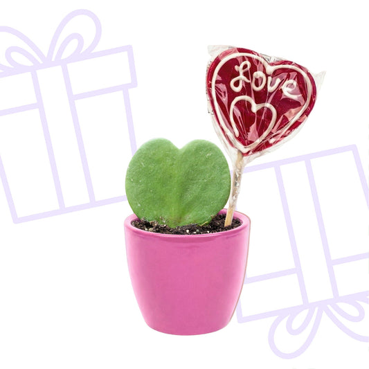 Sweetheart planten Set met roze pot - Forestbloom