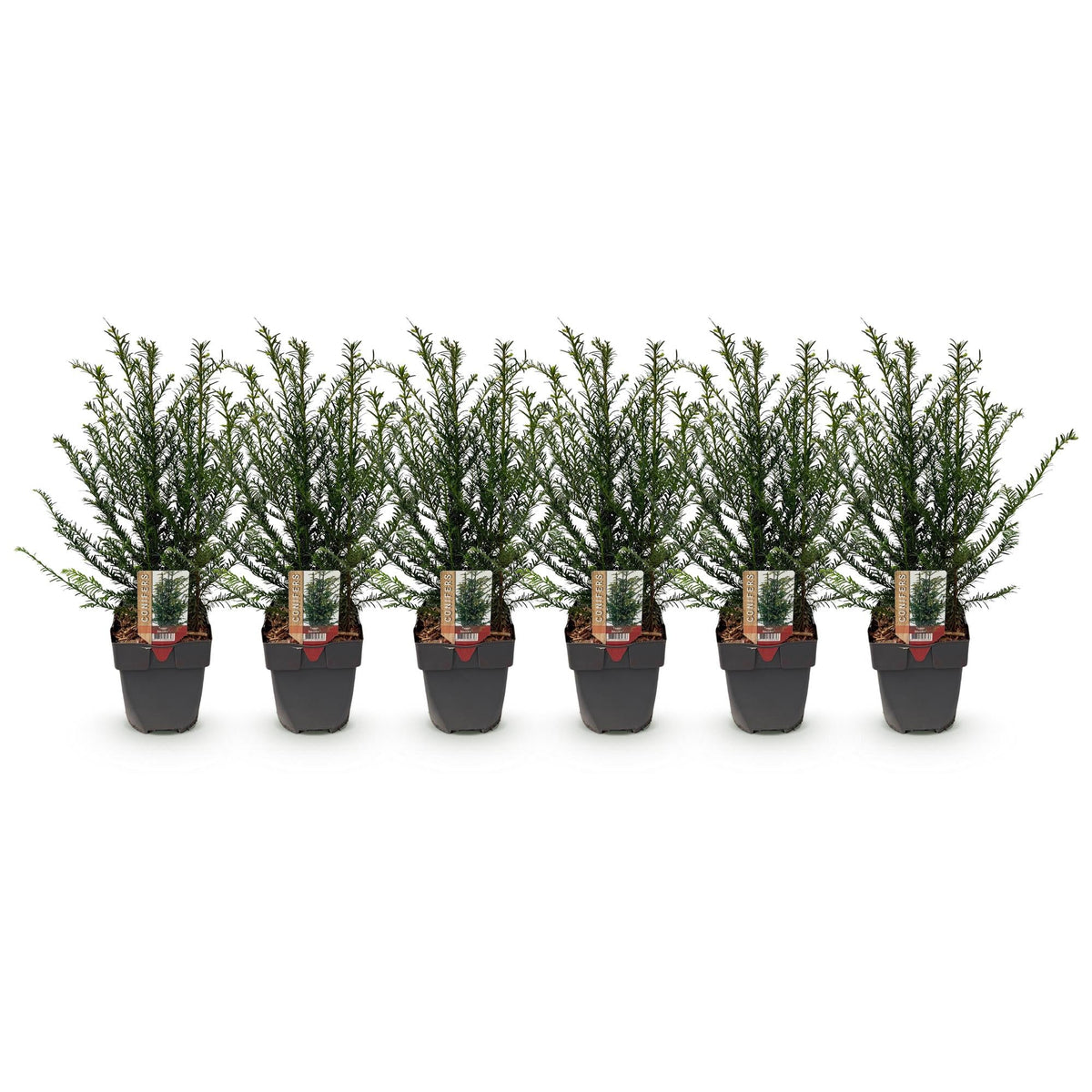 Taxus baccata - 6 planten - 1 strekkende meter - Forestbloom