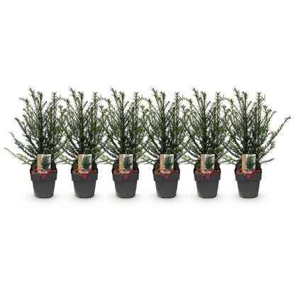 Taxus baccata - 6 planten - 1 strekkende meter - Forestbloom