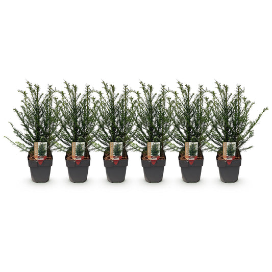Taxus baccata - 6 planten - 1 strekkende meter - Forestbloom