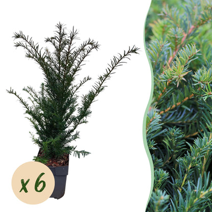 Taxus baccata - 6 planten - 1 strekkende meter - Forestbloom