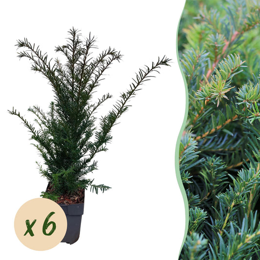 Taxus baccata - 6 planten - 1 strekkende meter - Forestbloom