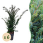Taxus baccata - 6 planten - 1 strekkende meter - Forestbloom