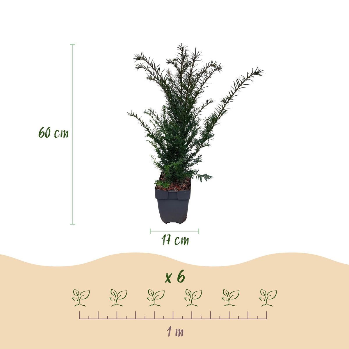 Taxus baccata - 6 planten - 1 strekkende meter - Forestbloom