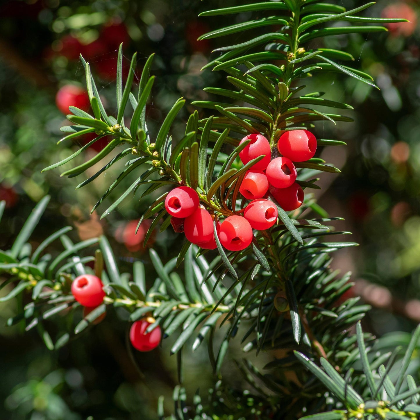 Taxus baccata - 6 planten - 1 strekkende meter - Forestbloom