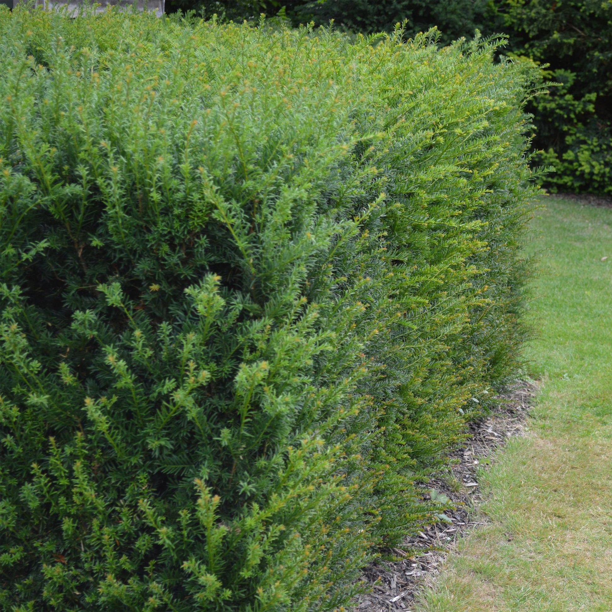 Taxus baccata - 6 planten - 1 strekkende meter - Forestbloom