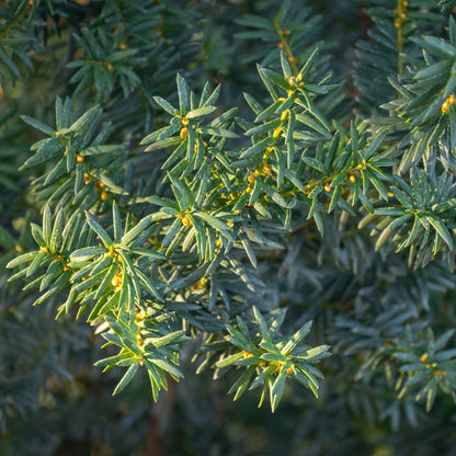 Taxus media Hilii - 6 planten - 1 strekkende meter - Forestbloom