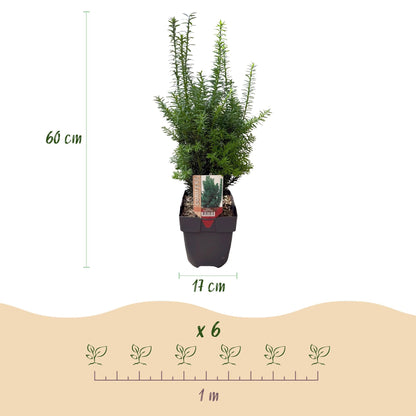 Taxus media Hilii - 6 planten - 1 strekkende meter - Forestbloom