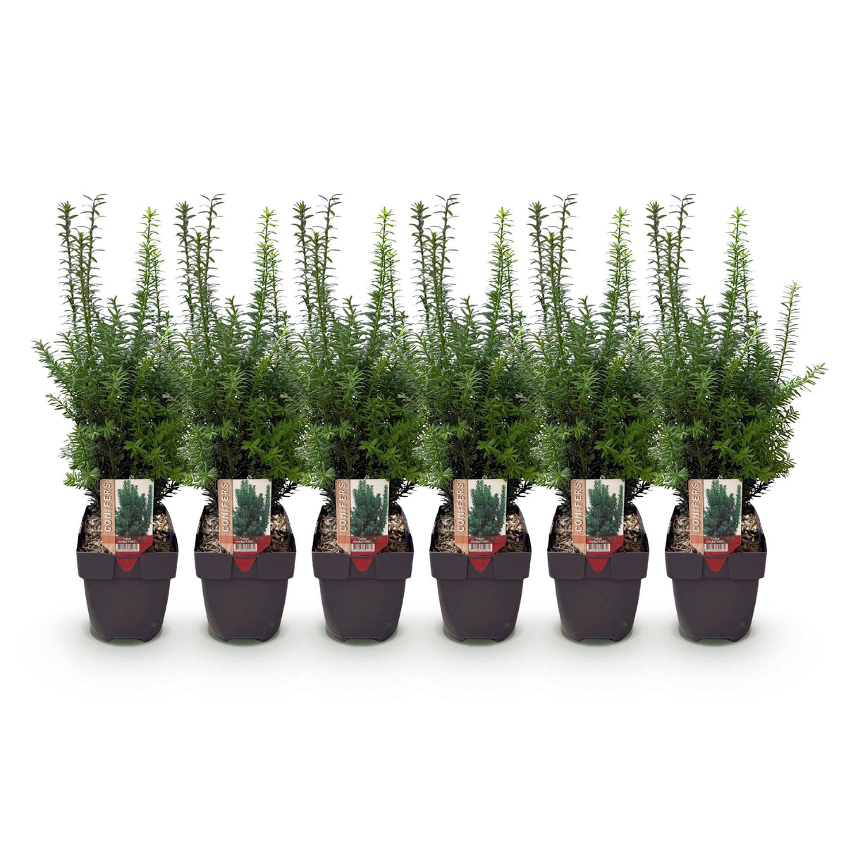 Taxus media Hilii - 6 planten - 1 strekkende meter - Forestbloom