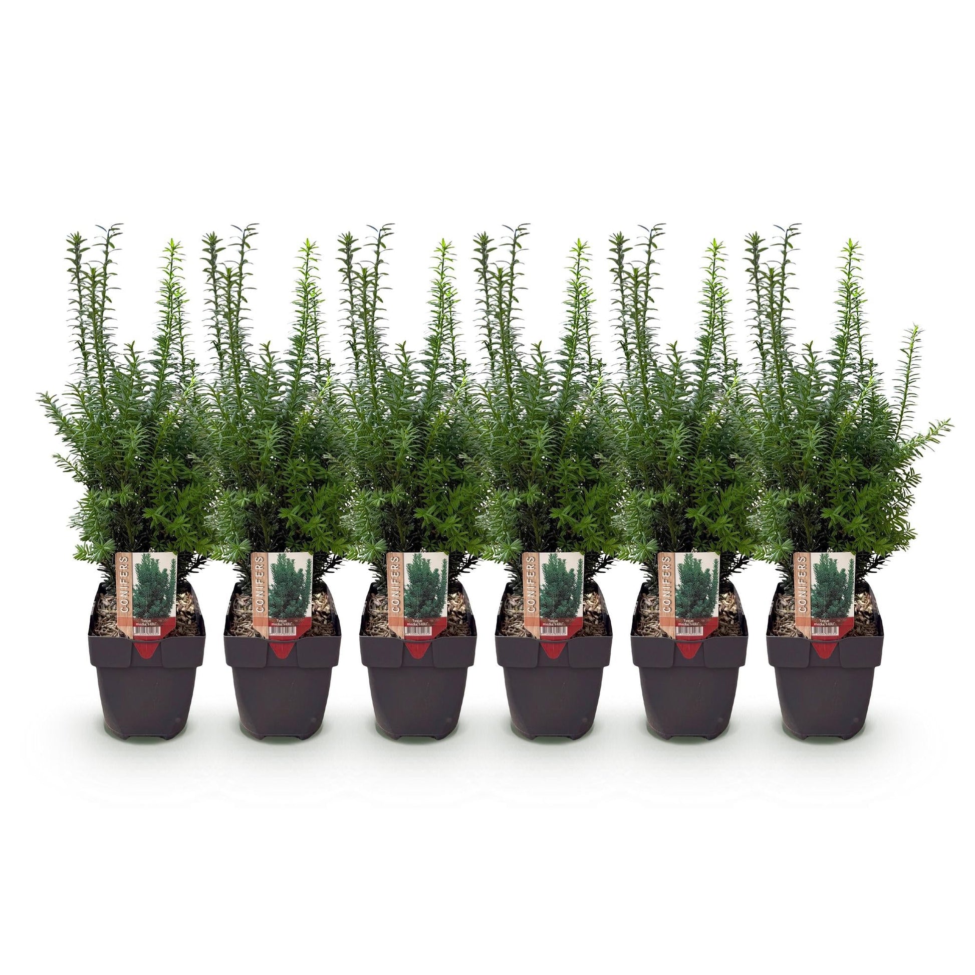 Taxus media Hilii - 6 planten - 1 strekkende meter - Forestbloom