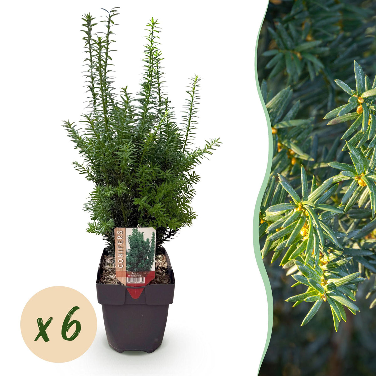 Taxus media Hilii - 6 planten - 1 strekkende meter - Forestbloom