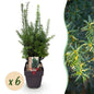 Taxus media Hilii - 6 planten - 1 strekkende meter - Forestbloom