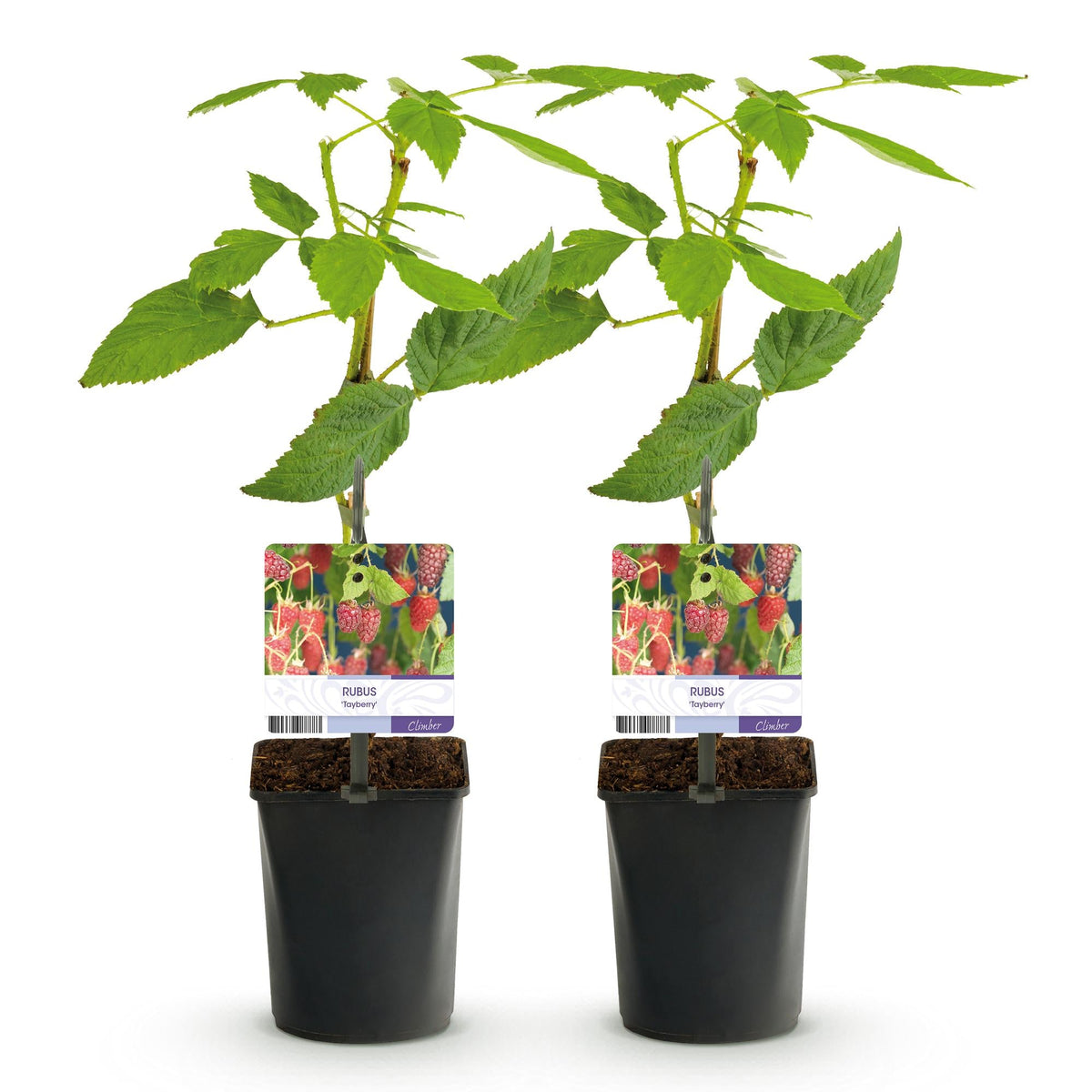 Taybes - Rubus Tayberry - Rode Vrucht - 2 planten - Forestbloom