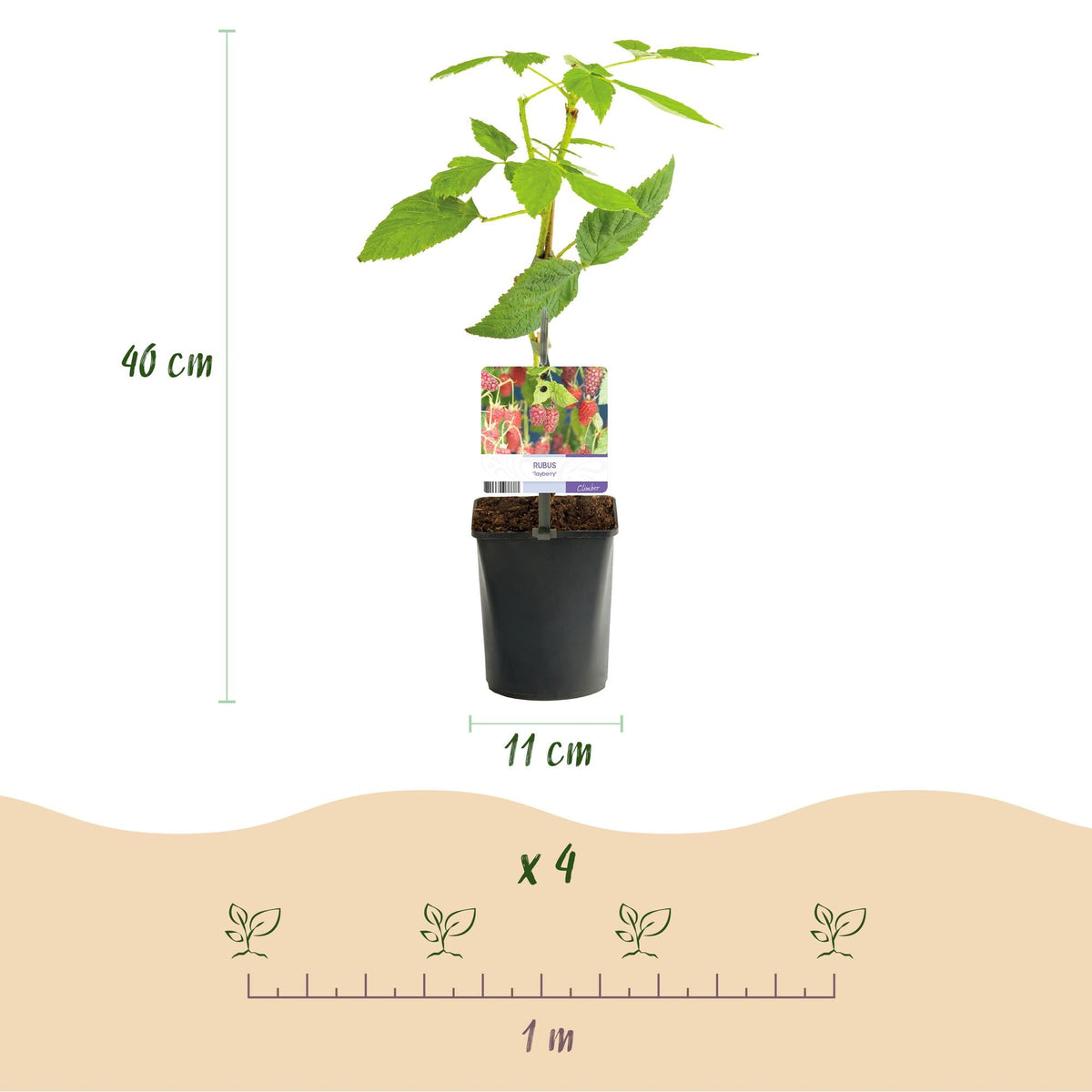 Taybes - Rubus Tayberry - Rode Vrucht - 2 planten - Forestbloom