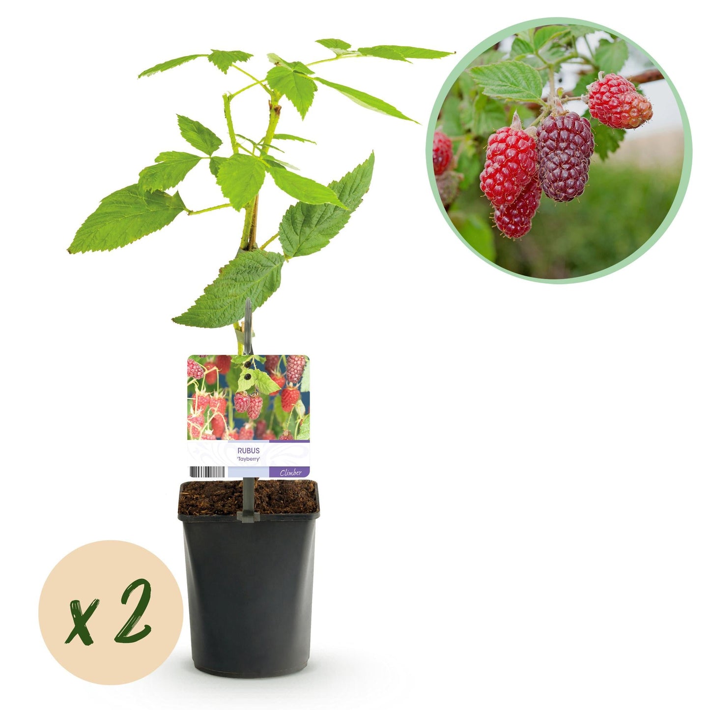 Taybes - Rubus Tayberry - Rode Vrucht - 2 planten - Forestbloom