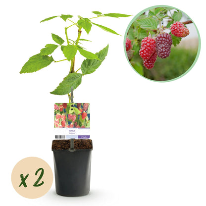 Taybes - Rubus Tayberry - Rode Vrucht - 2 planten - Forestbloom