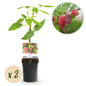 Taybes - Rubus Tayberry - Rode Vrucht - 2 planten - Forestbloom