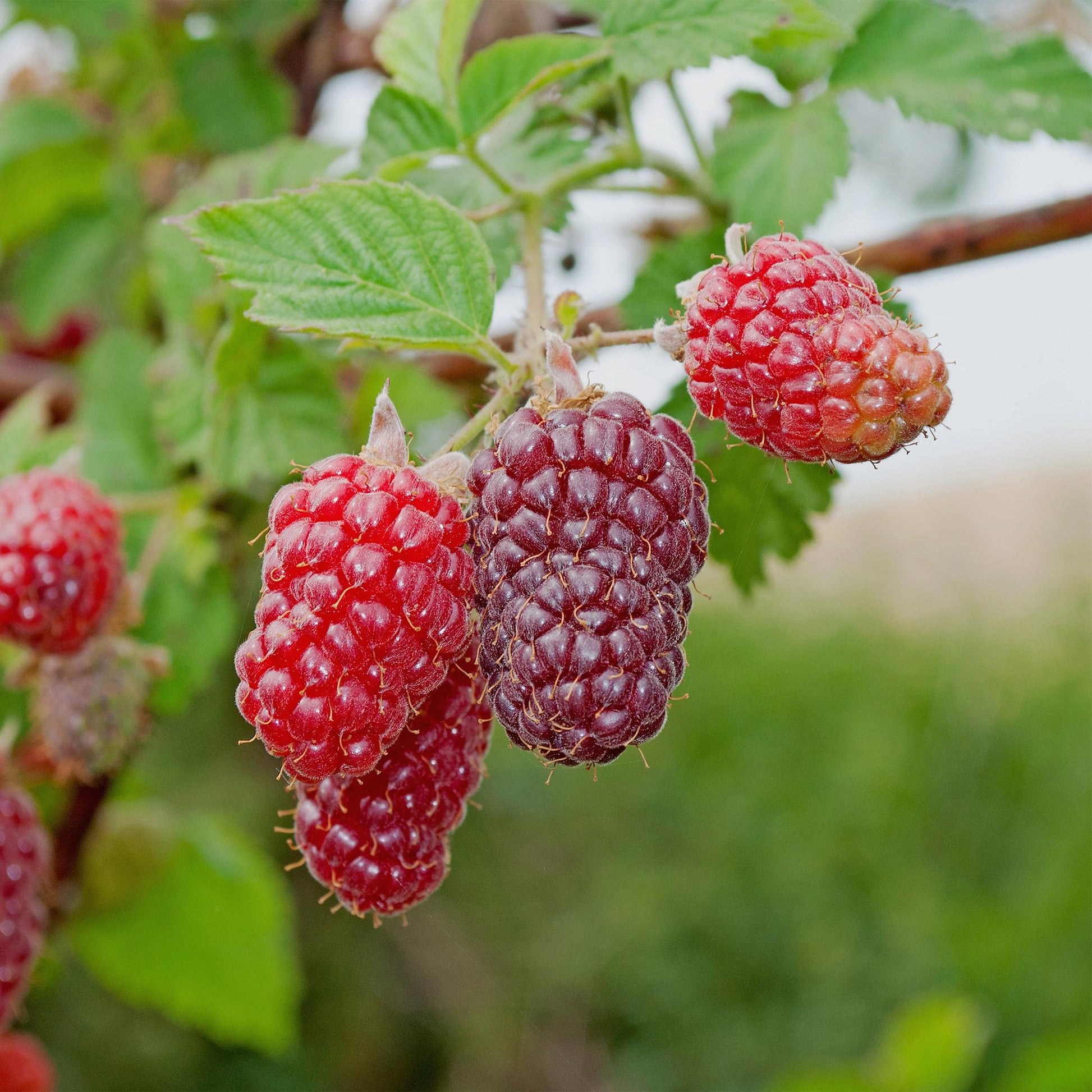 Taybes - Rubus Tayberry - Rode Vrucht - 2 planten - Forestbloom
