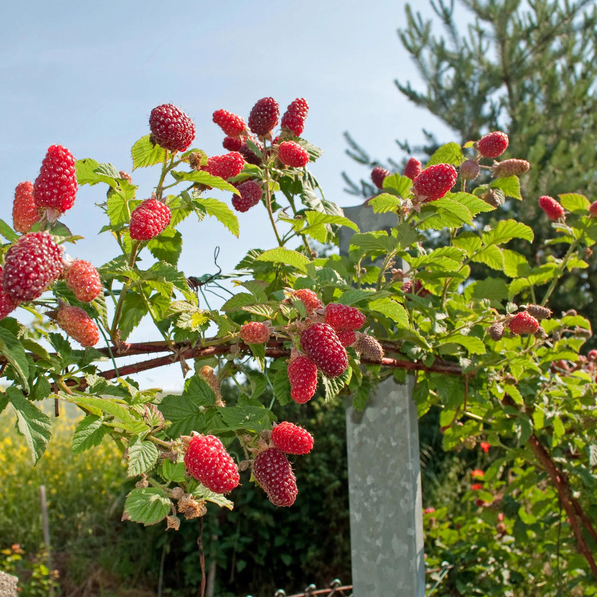 Taybes - Rubus Tayberry - Rode Vrucht - 2 planten - Forestbloom