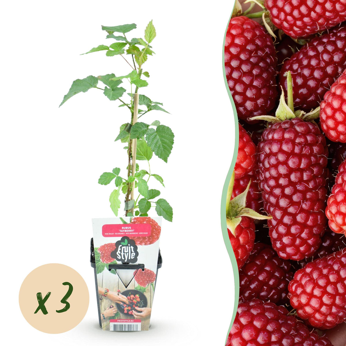 Taybes - Rubus Tayberry - Winterhard - 3 Planten - Forestbloom